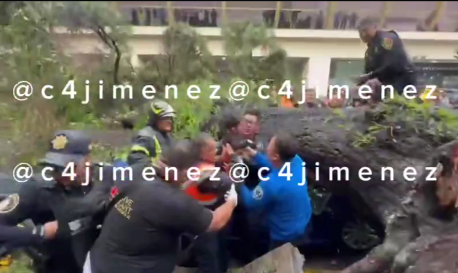 VIDEO Árbol mata a una mamá y su pequeño se salva de milagro