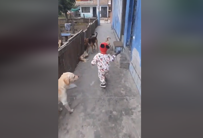 VIDEO Pequeño jugaba con sus perros y captaron momento paranormal