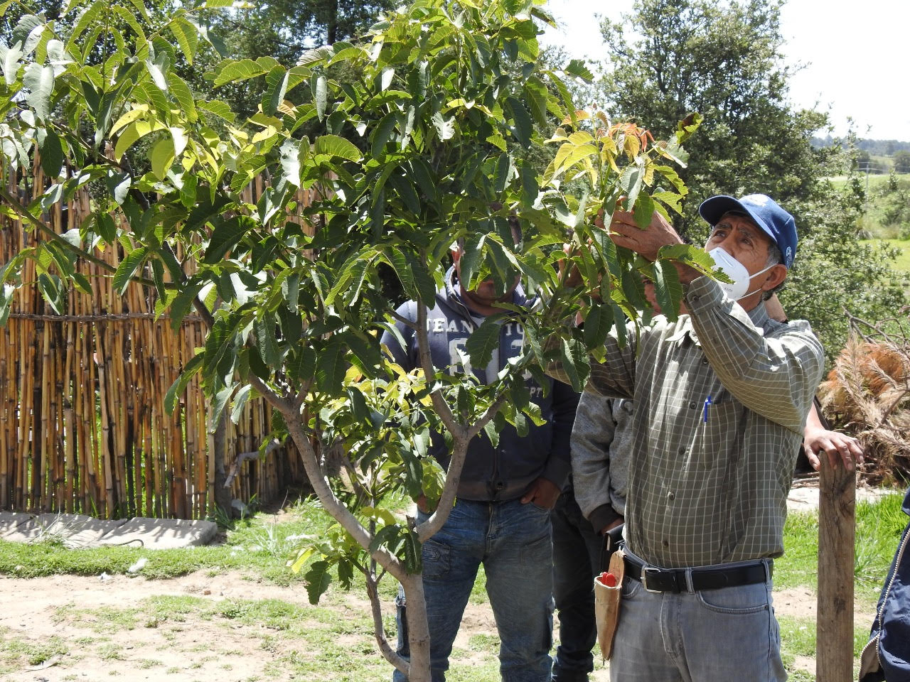 Los capacitan en la importancia y el manejo del nogal