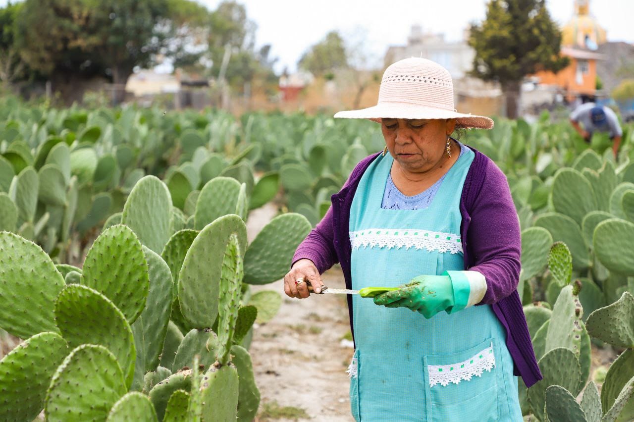 Productores de nopal en Tlaxcalancingo se niegan a perder sus tierras