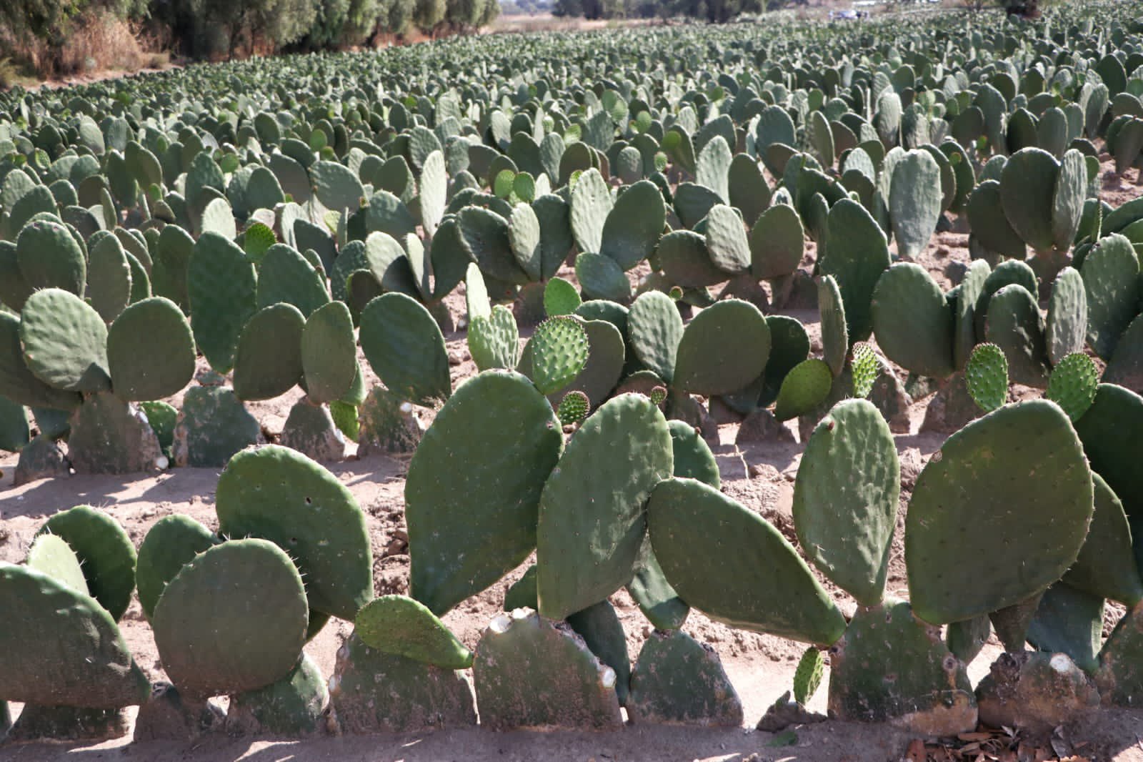 Entrega SDR indemnización a 116 productores de nopal en Acatzingo