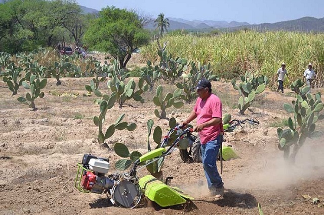 Promueven al nopal tunero como cultivo alternativo en Tehuitzingo