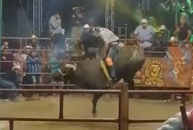 VIDEO Toro aplasta la cabeza de El espinita de Coatetelco en Morelos