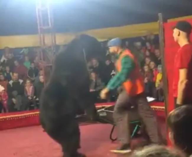 VIDEO Oso ataca a su domador en pleno espectáculo