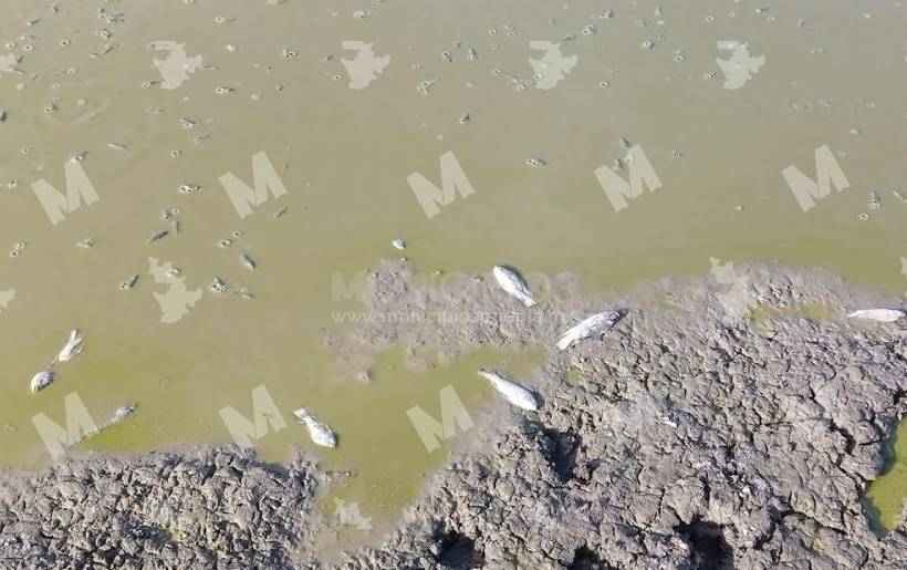 Sequía genera la muerte de cientos de mojarras en Xochitlán Todos Santos 