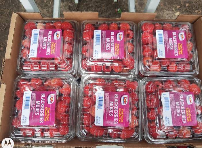 Productores de berries en Huejotzingo invitan a la tercera edición de su feria
