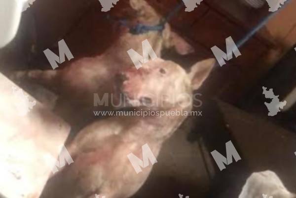 Torturan y ahorcan a dos perros en Tehuacán  