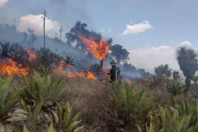 Se registra fuerte incendio forestal en cerro de Libres
