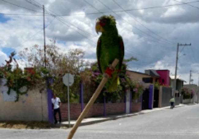 Acusan a funcionario de Tepeaca de quedarse con loros decomisados  