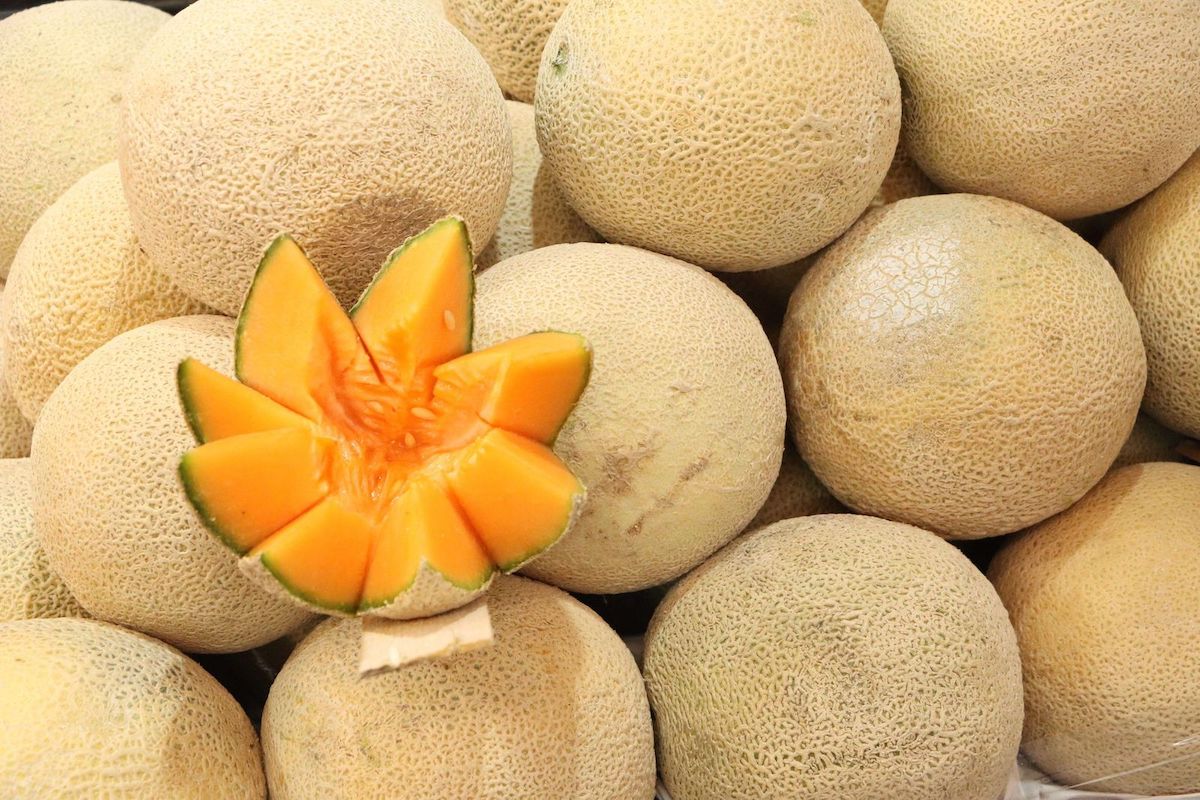 Producción de melón mexicano, el más alto de los últimos tres años