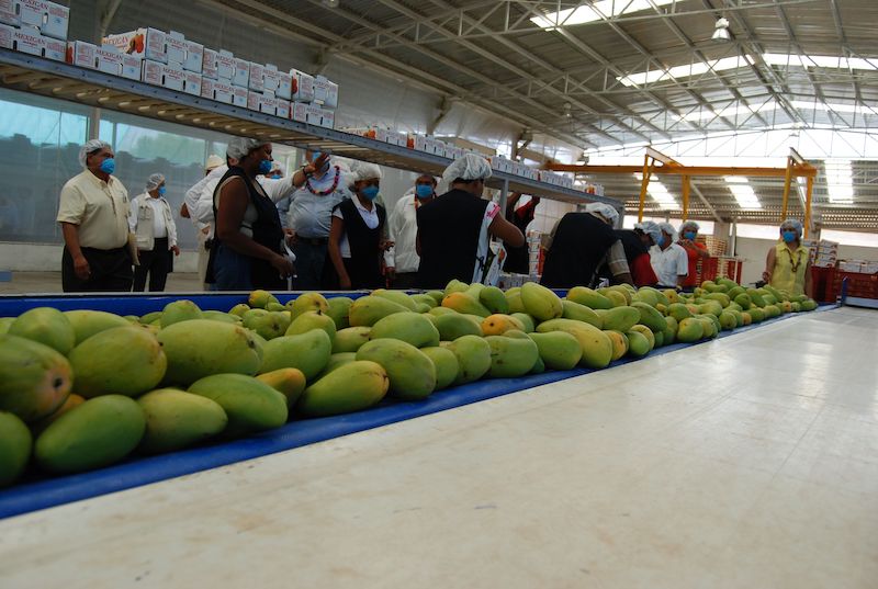 México bate récord de producción anual de mango; Sinaloa el mayor productor