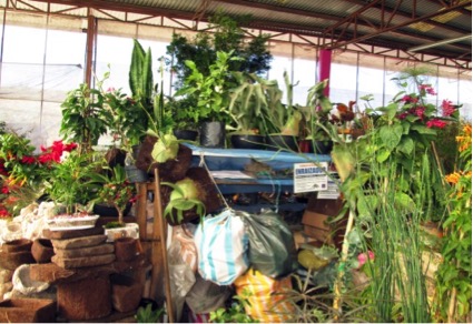  Profepa asegura 87 orquídeas y bromelias en mercado de Huauchinango