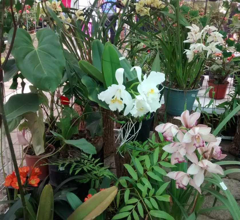 Productores de Tenango se deslindan de venta ilegal de orquídeas