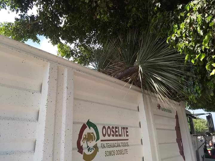 Detienen camión de Tersa del Golfo Ecología con especies endémicas en Tehuacán