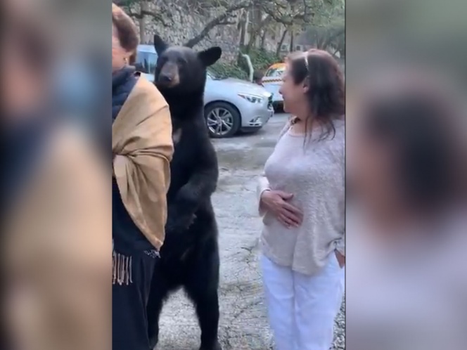 Oso que acaricia a mujer en Nuevo León se hace viral