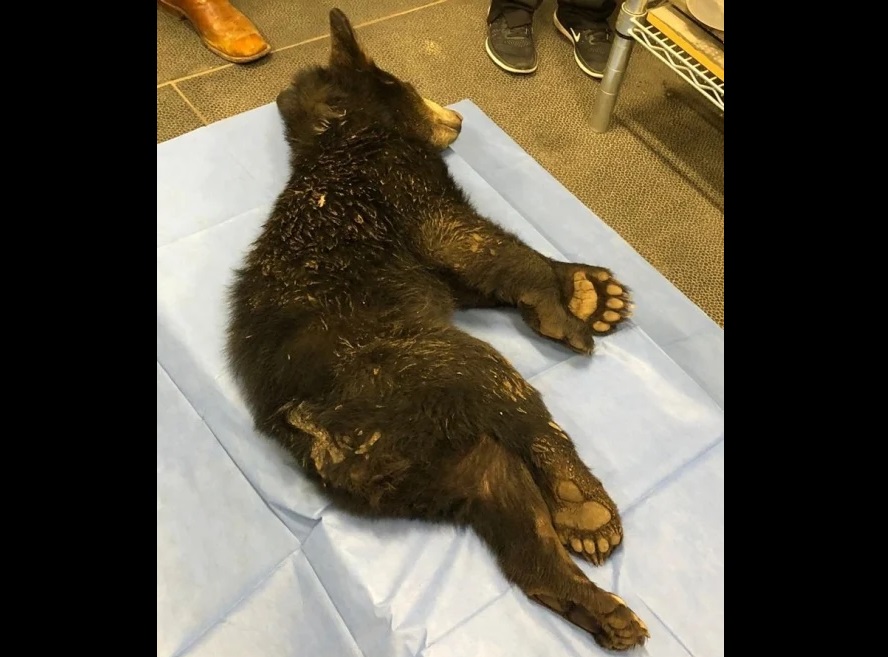 VIDEO Balean a osito de 7 meses en Nuevo León