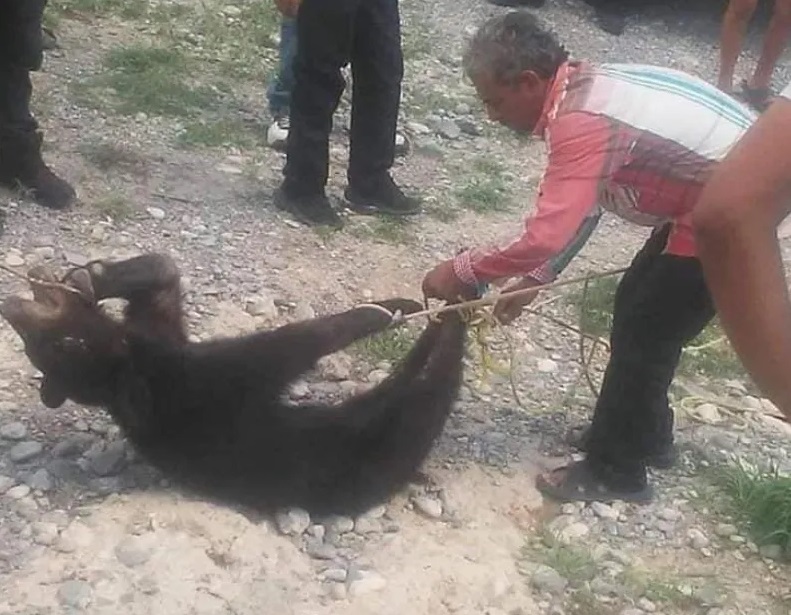 Vinculan a proceso a siete personas por matar a osezno en Coahuila