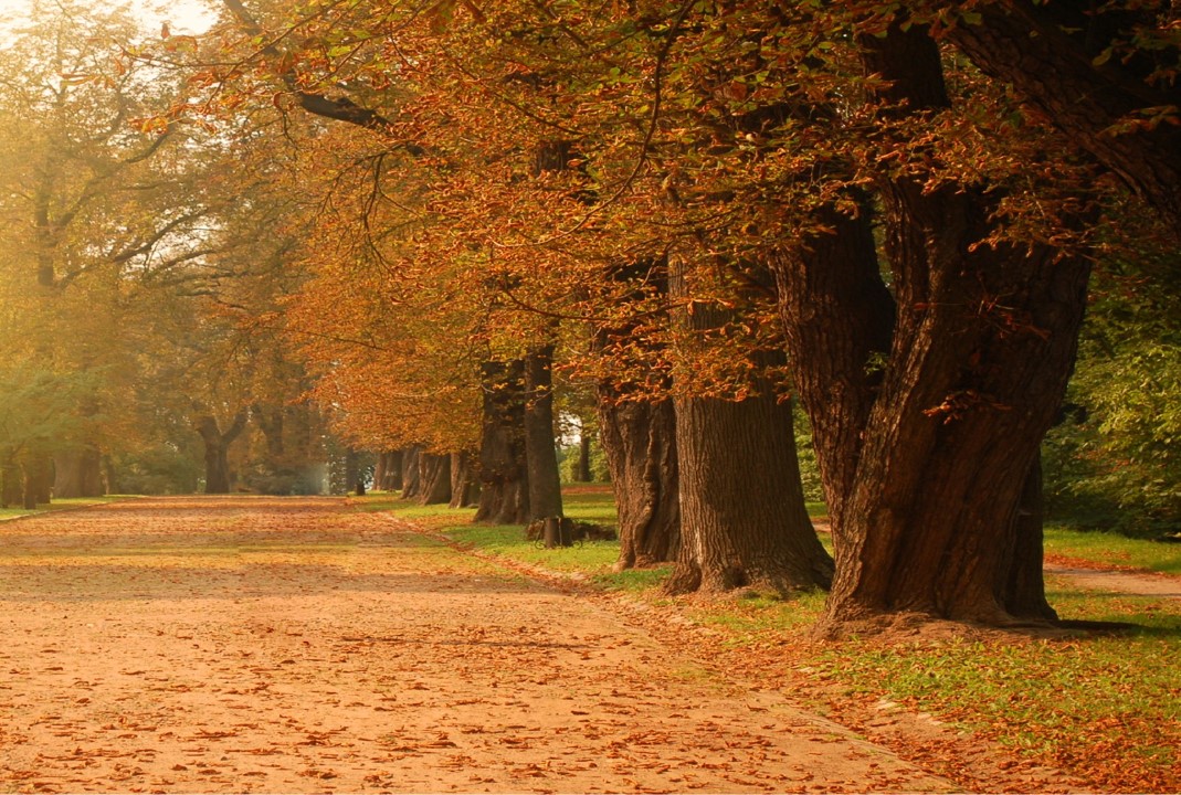 Prepárate, este domingo entra el Otoño