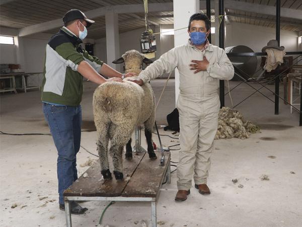 Capacita SDR a productores poblanos sobre trasquilado de ovejas