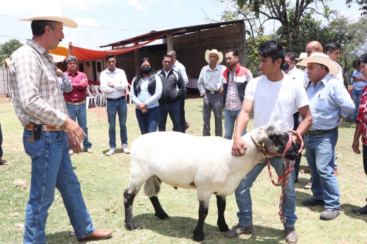 SDR impulsa producción de ovinos en región de Zacatlán