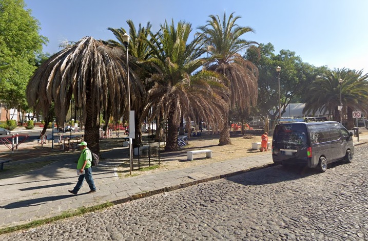 Reclama Barbosa a Claudia Rivera por talar palmeras de Analco