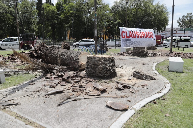 No fue poda, fue ‘joda’ de palmeras en Analco: Barbosa