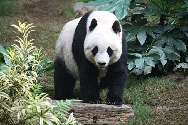 El desafío de alimentar a los pandas: una rigurosa tarea en el zoológico nacional de Washington