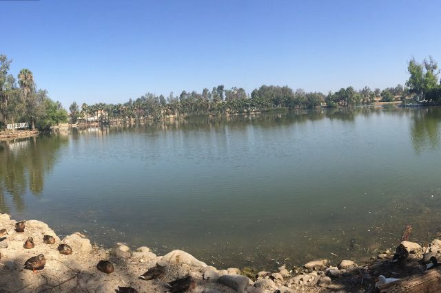 Lago del Parque de la Amistad en Tijuana cierra temporalmente por brote de influenza aviar H5N1