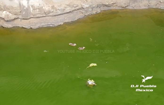 Tras el escándalo, ahora hasta patos nadan en el socavón de Puebla