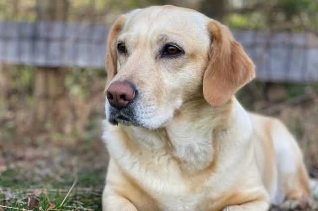 Maltrato animal en Ajalpan: Funcionario atropella y mata perrito