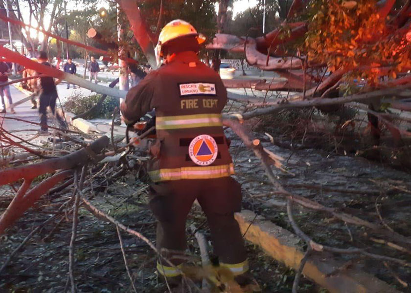 Ventarrones provocan fallas eléctricas y derriban árboles en el estado