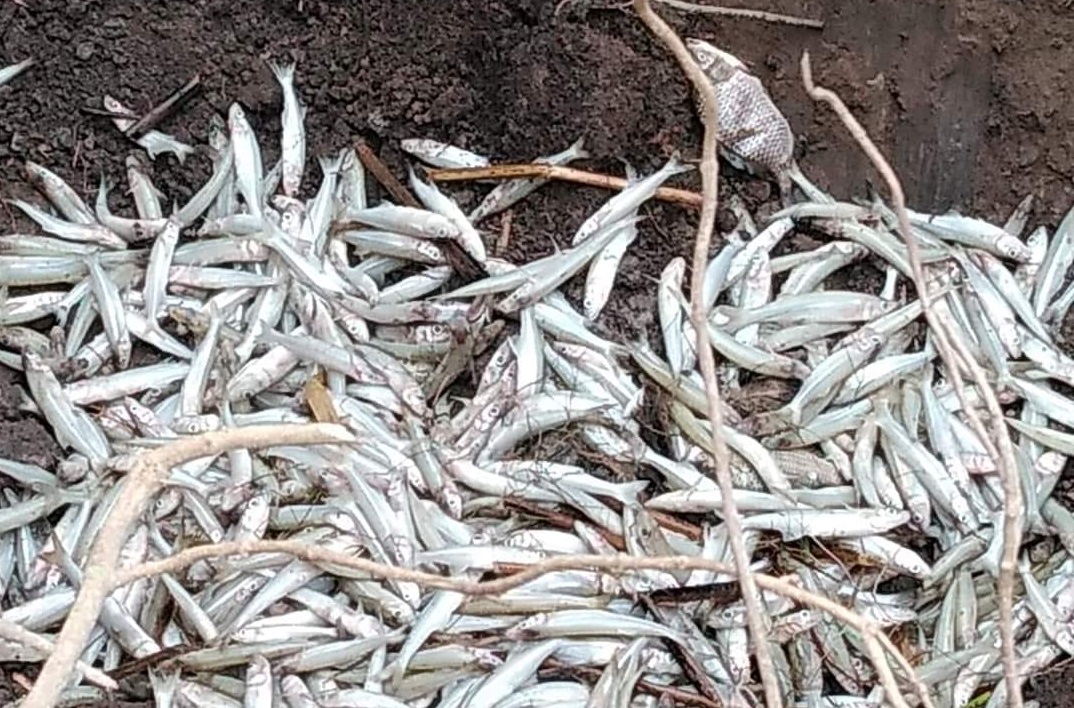 Muerte de peces en San Bernardino Lagunas se debió a disminución de oxígeno, revela estudio particular