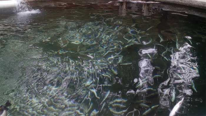 Mueren 8 toneladas de peces en Tlahuapan, ignoran la causa