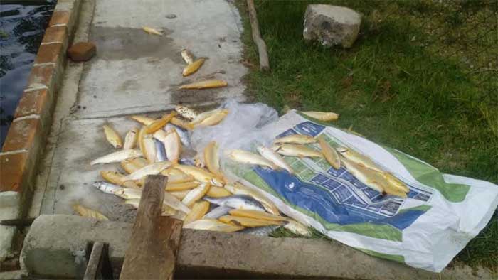 Mueren 8 toneladas de peces en Tlahuapan, ignoran la causa