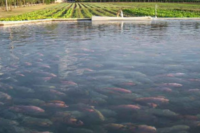 Atlixco invertirá un millón de pesos para incrementar producción de Tilapia