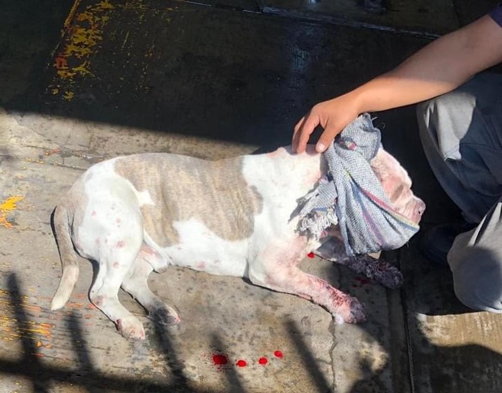 Sacrifican a can, tras pelea de perros en Atlixco