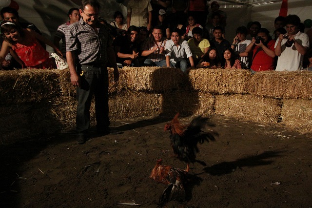 Fiestas, peleas de gallos y jaripeos se realizan en Izúcar a pesar del Covid