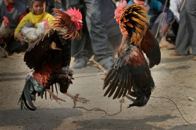 Peleas de gallos en la Feria de Puebla se apegarán a Ley de Bienestar