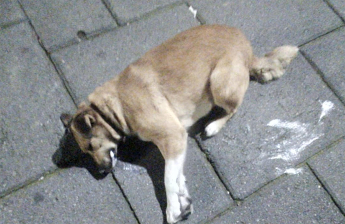 Continúan envenenado perros en Teziutlán