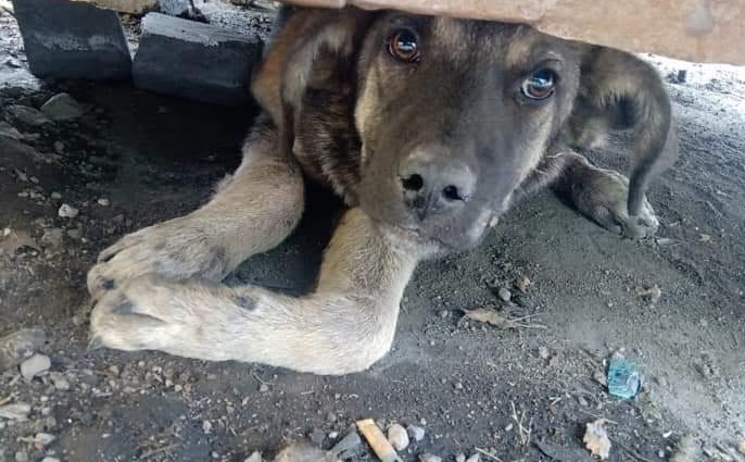 Lanzan a perro de segundo piso para deshacerse de él en Texmelucan