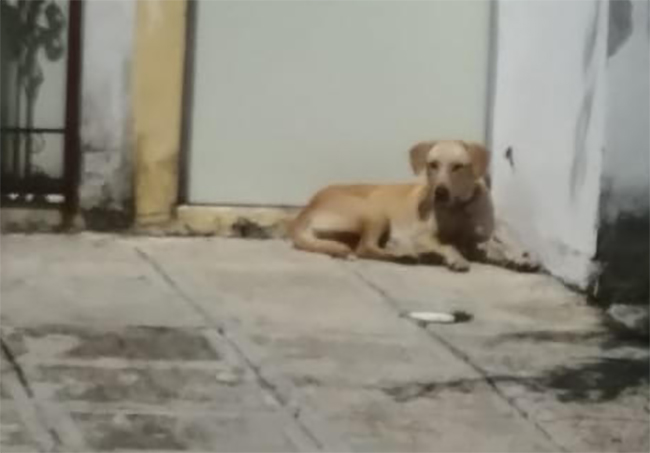 De nueva cuenta se registra un ataque de perros en Atlixco