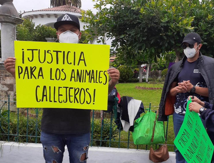 Piden que se investigue envenenamiento de perros en Teziutlán