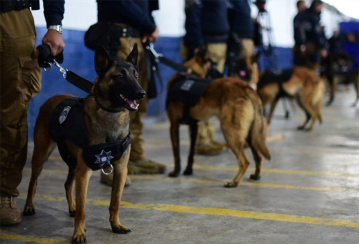 Unidad canina del Ayuntamiento de Puebla recibe certificación internacional 