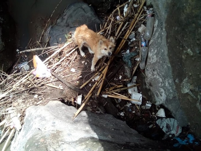 Golpea y avienta a barranca a perrita pero vecinos la rescatan