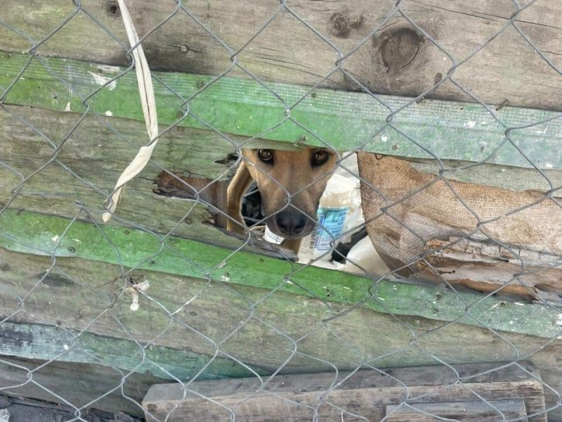 Rescatan autoridades a perrito maltratado en Tehuacán