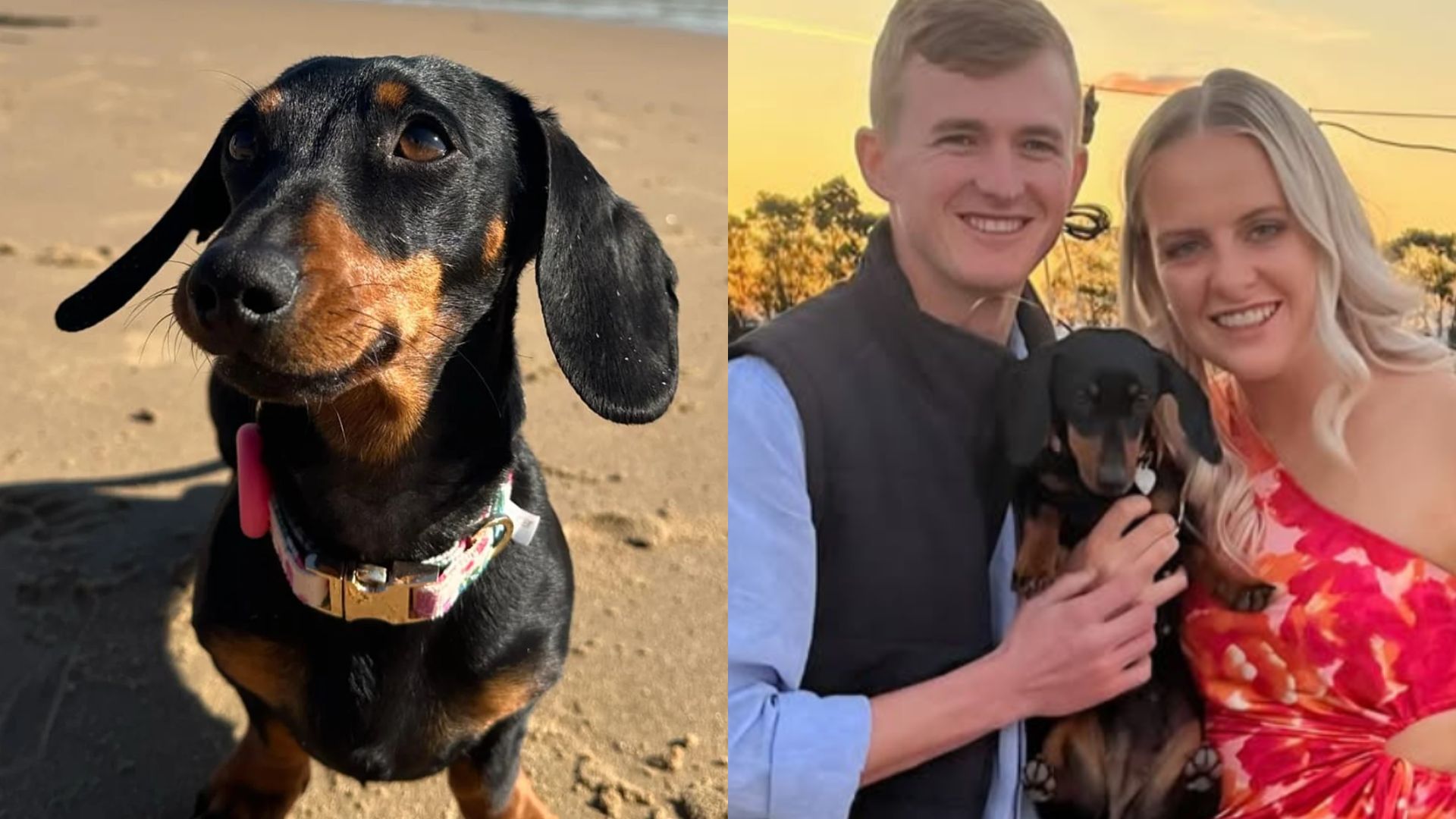 ¡Increíble! Rescatan a perrita que sobrevivió casi 2 años en una isla desierta 