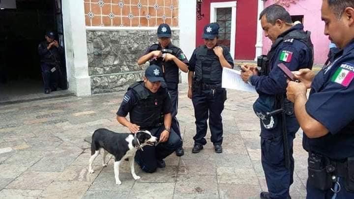 Lanzan convocatoria para crear monumento al perro callejero en Atlixco