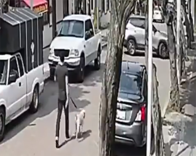 VIDEO Camioneta le pasa encima a joven con todo y su perro y sobreviven