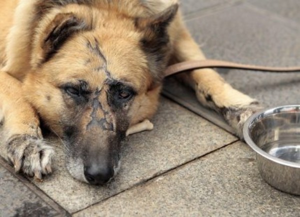 Cárcel y multas severas para quien maltrate animales en Puebla
