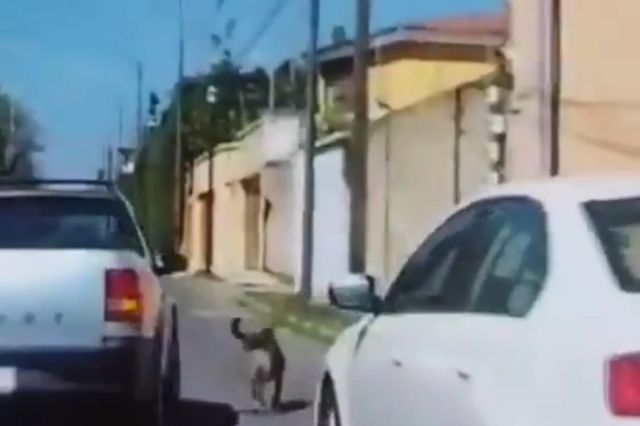 Perrito abandonado corre tras su dueño en Cuautlancingo